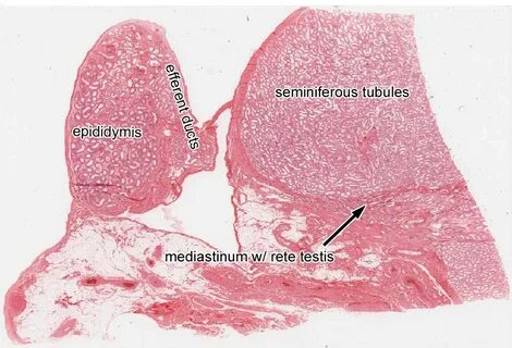 Male Reproductive System histology