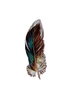 Mallard Feather - Original Watercolor - Nightly Study 439 Wa