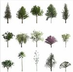 Tree photoshop, Tree sketches, Plants