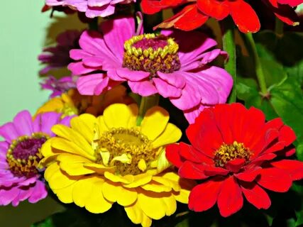 Цинии-яркие цветы наступившей осени - Фото из Америки - Live