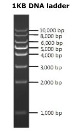 DNA Ladder from Aviscera Bioscience