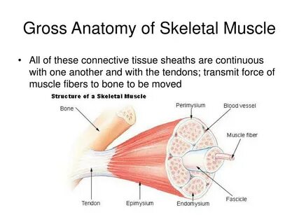 PPT - Gross Anatomy of Skeletal Muscle PowerPoint Presentati