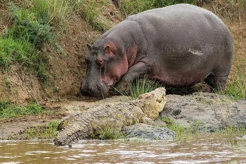 6 Animals That Could Defeat a Hippopotamus - Wild and Domest