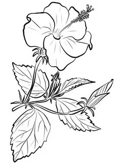 Hibiscus Coloring Pages - Free Printable Coloring Pages for 