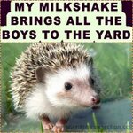 #hedgehog #hedgie #breeder #millermeade #critterconnection #