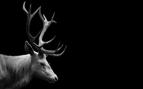 Скачать обои олень, фон, чёрно-белое, рога, deer разрешение 