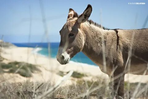 Donkey in the beach #josafatdelatoba #cabophotographer #losc