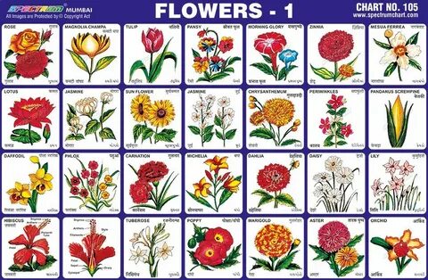 Pin by Cathy Whisenant on LLR Flower names, Flower images wi