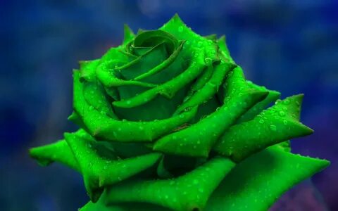 Зеленые розы фон (184 фото) " ФОНОВАЯ ГАЛЕРЕЯ КАТЕРИНЫ АСКВИ