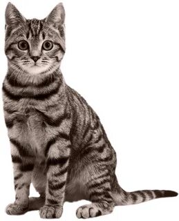 Pin by DLPNG on Transparent Background Tabby cat, Cats, Cats