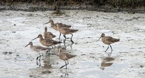 California Adopts New, Welcome Wetlands Protection Rules - W