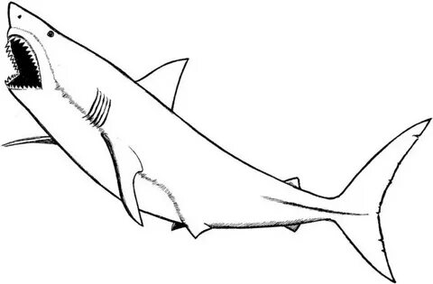 Cool Shark Coloring Pages at GetDrawings Free download