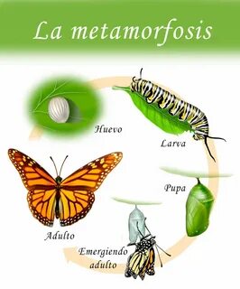 Resumen de la metamorfosis: tipos, fases, importancia, ejemp