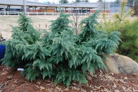 Hardy Dwarf Deodara Cedars What Grows There :: Hugh Conlon, 