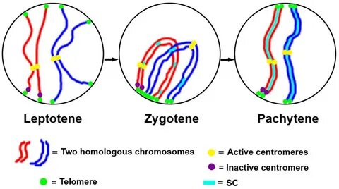 Frontiers Dynamic epigenetic states of maize centromeres Pla