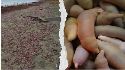 Discovered thousands of penis fish washed up on the beach, causing people to tal