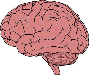 Brain clipart human brain, Picture #122725 brain clipart hum