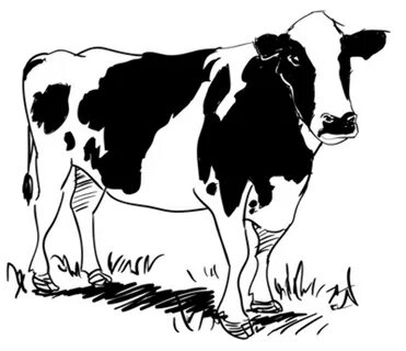 Download High Quality cow clipart black and white realistic 