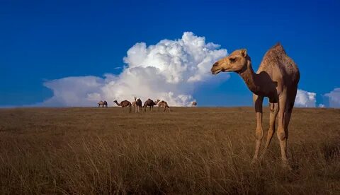 40+ Camel HD Wallpapers and Backgrounds
