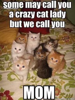 Pin by Carol Valeri on Here kitty kity Funny cute cats, Pet 