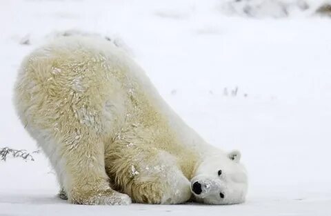 Polar bear Osos polares, Osos polares bebés, Osos