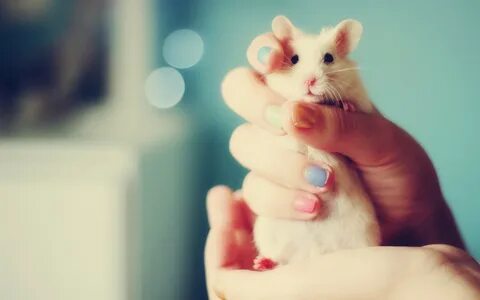 Hamster HD Wallpaper Background Image 1920x1200