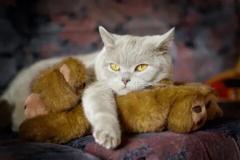 British Shorthair and his teddy Cute cats and dogs, Cats, Br