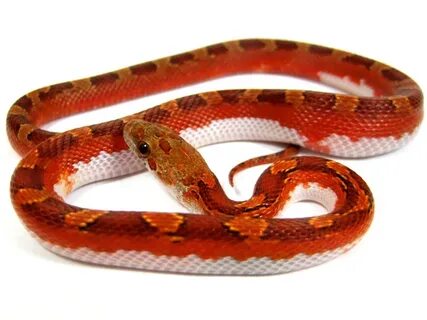 www.snakeguy.de - Captive Bred Corn Snakes, Ball Pythons, Bo