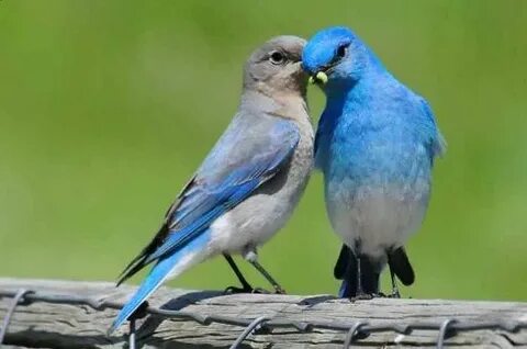"and then....and then...." Blue bird, Birds, Pet birds