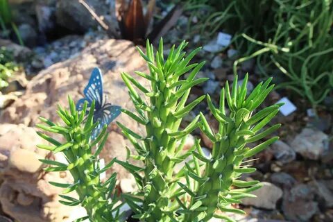 Eve's Needle - Desert Horizon Nursery