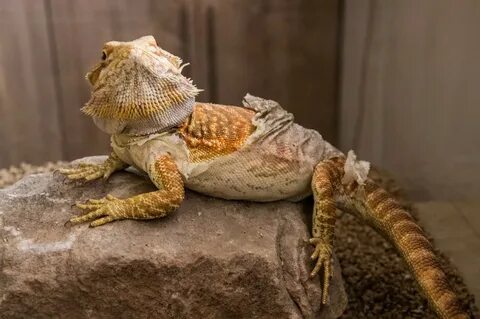 Why Do Bearded Dragons Get Stress Marks When Shedding? - Cle