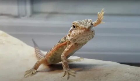 Why do bearded dragons waves both Arms? MyPetCareJoy