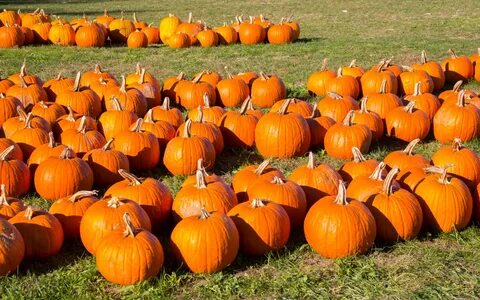 Download free photo of Autumn,fall,farm,field,food - from ne