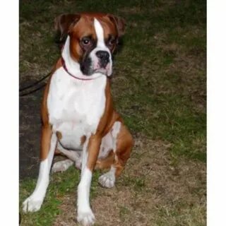 Boxer Puppies For Sale In Houston Tx