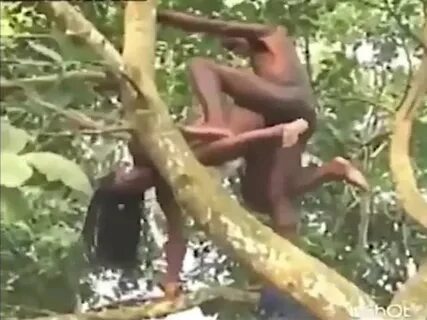 Tree Monkey’s. Someone Call Animal Control. Repost With New 