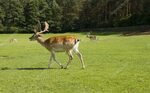 Deer running Stock Photo by © humbak 13314522