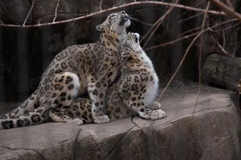 Яйца яванского леопарда - 28 фото
