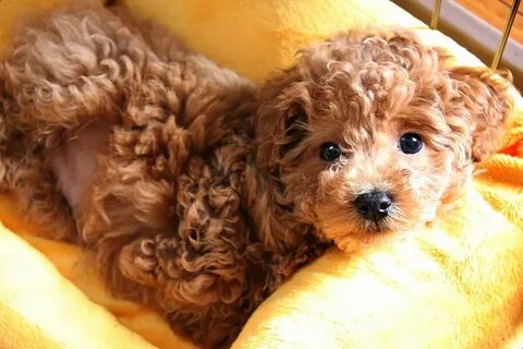 Pin by selfieforkiss on Toy Poodle Pets Poodle puppy, Poodle