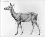 Deer Muscle Anatomy Deer Muscle Anatomy - Human Anatomy Diag