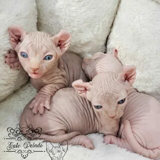 Gato Pelado 