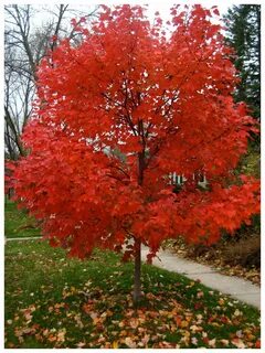 Maple Tree Leaves Pictures Related Keywords & Suggestions - 