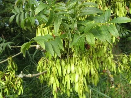 Ash Tree Seed Pods Along the Kennet and Avon Canal near Th. 