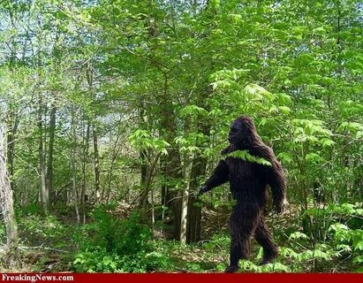 Big Foot Bigfoot pictures, Bigfoot, Bigfoot documentary