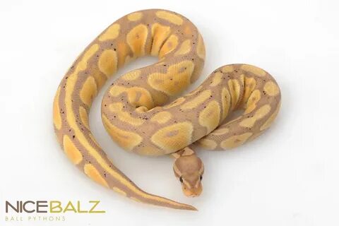 Banana Ball Python For Sale Near Me - Banana Poster