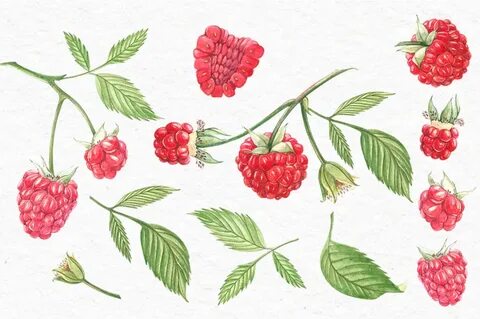 Raspberry.Graphic&Watercolor clipart By Astro Ann TheHungryJ