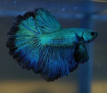 Half Moon Betta, Betta fish tank, Betta fish care