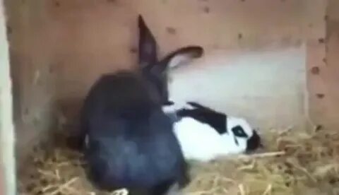 Best Rabbit Domesticated Animal GIFs Gfycat