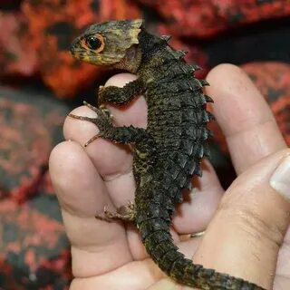 Крокодиловый сцинк Cute reptiles, Red eyed crocodile skink, 