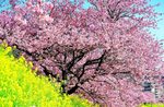 Wallpaper : cherry, blossom, tree, spring, slope 1920x1260 -