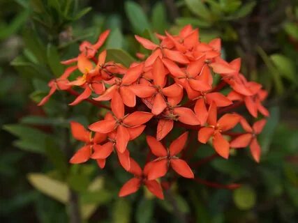 Wallpaper Ixora chinensis, red flowers 2560x1600 HD Picture,